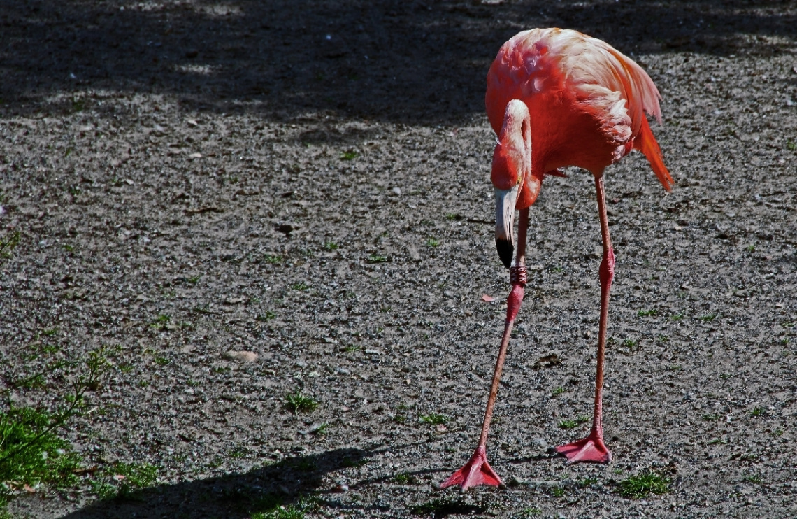 Birds IV