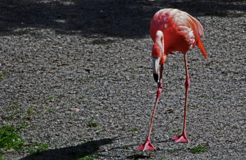 Birds IV