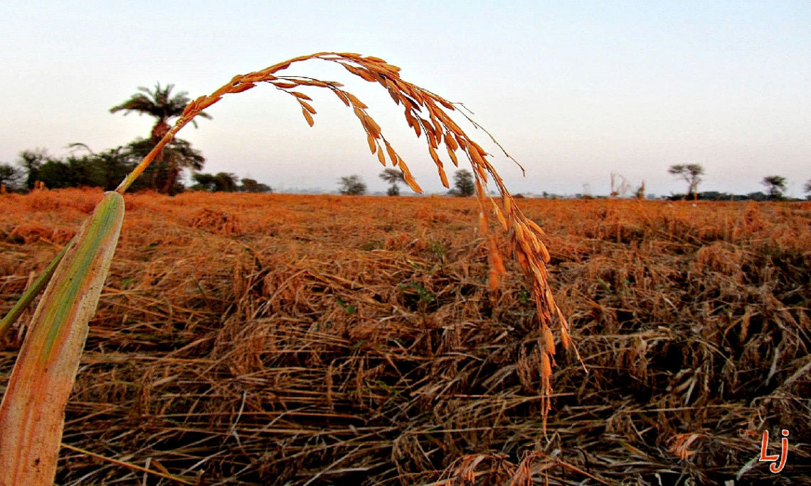 Ripe Rice field