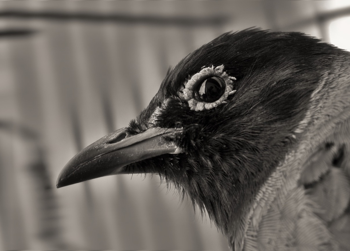 Bird