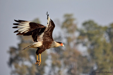 Vertical take off III