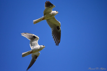 Tandem