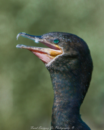 Some Kind Of A Duck
