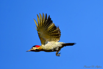Beauty in the air II