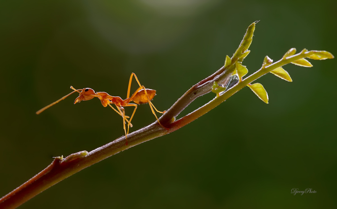 Red Ant.
