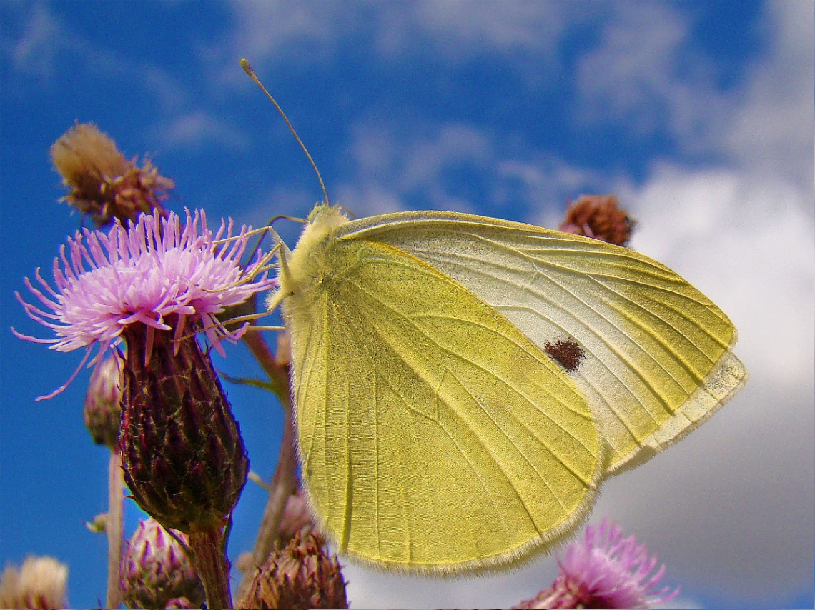 schmetterling .....