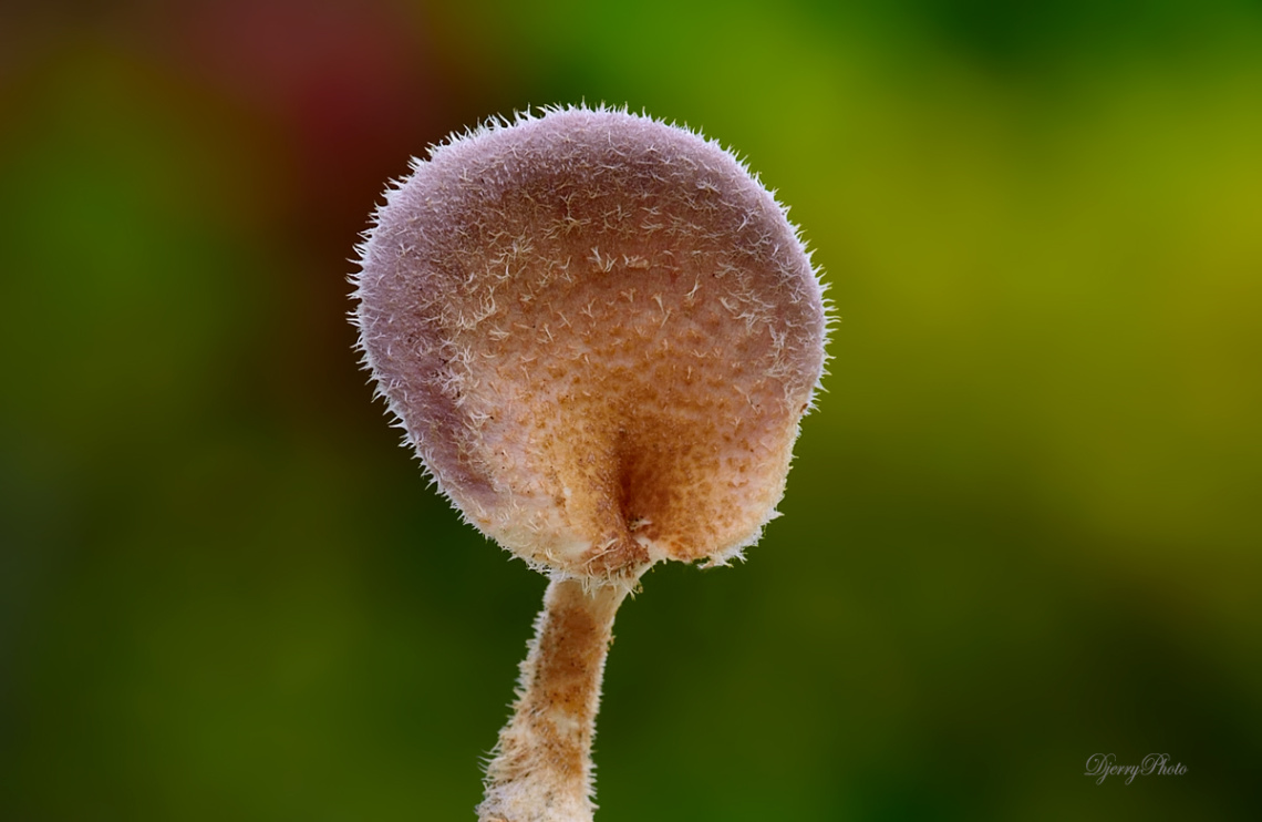 Mushroom