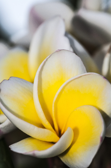 Discover Beauties