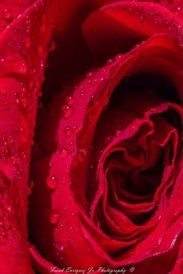 Roses Are Red........