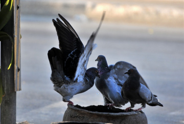  a bowl of water for the doves..  