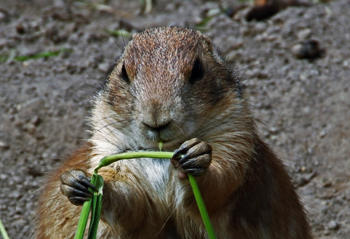Black -tailed praire dog