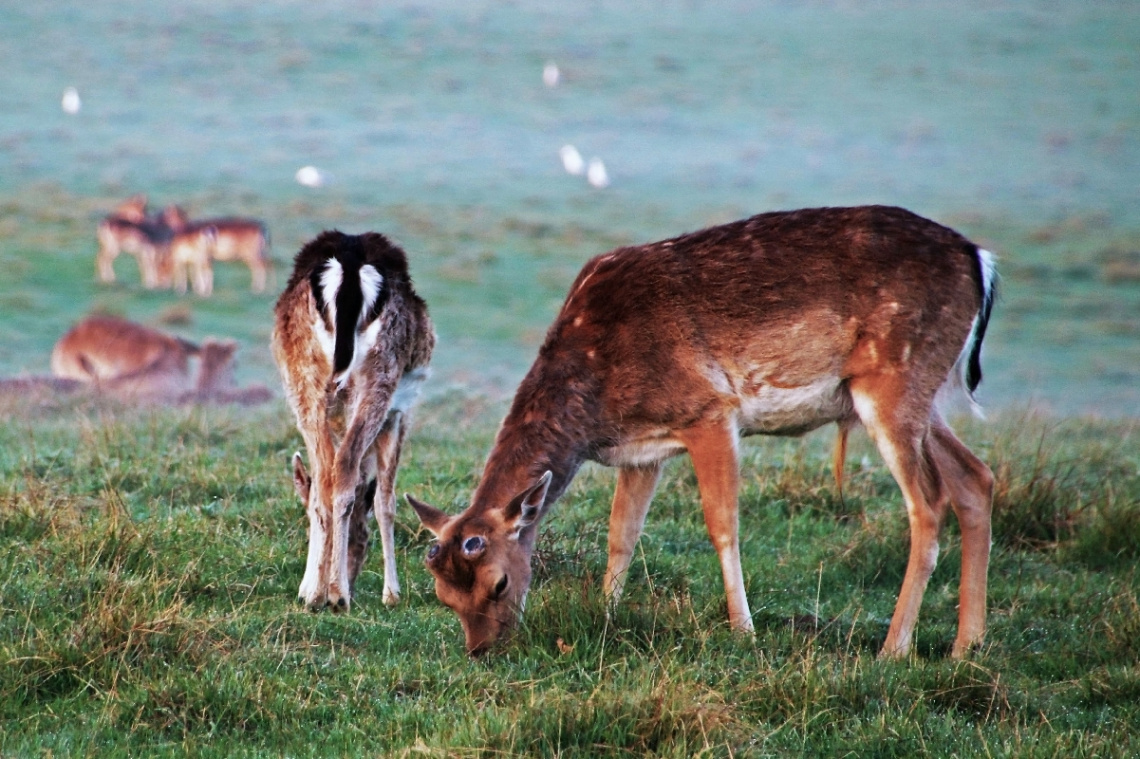 An early morning on the plain