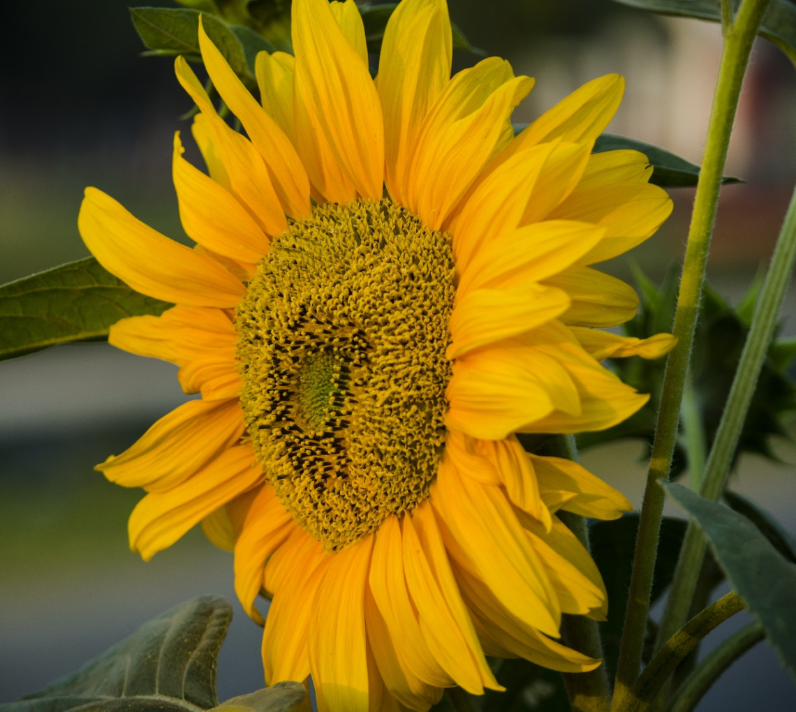 Sunflower