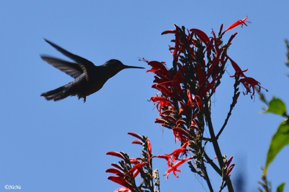Hummingbird