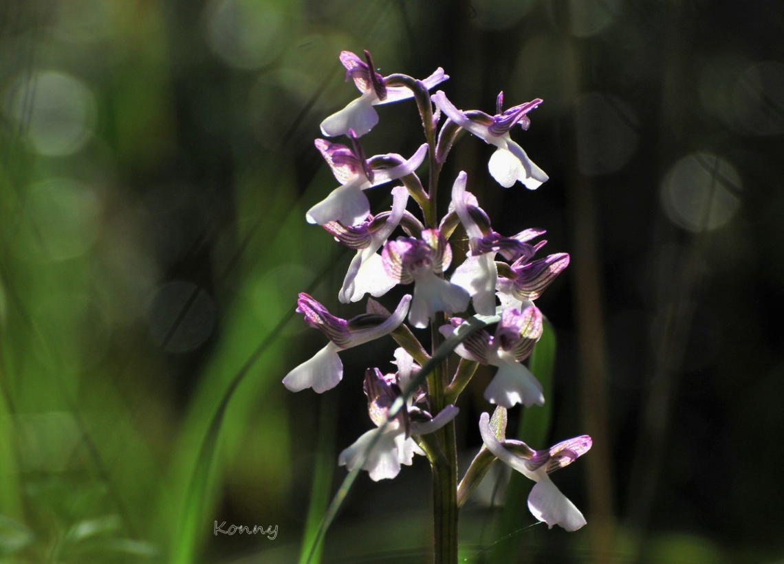 Wild Orchid Cyprus 