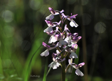Wild Orchid Cyprus 
