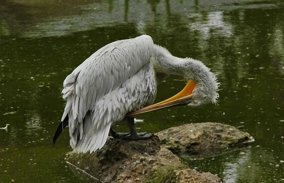 Dalmatian Pelican