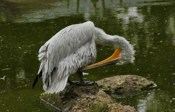 Dalmatian Pelican