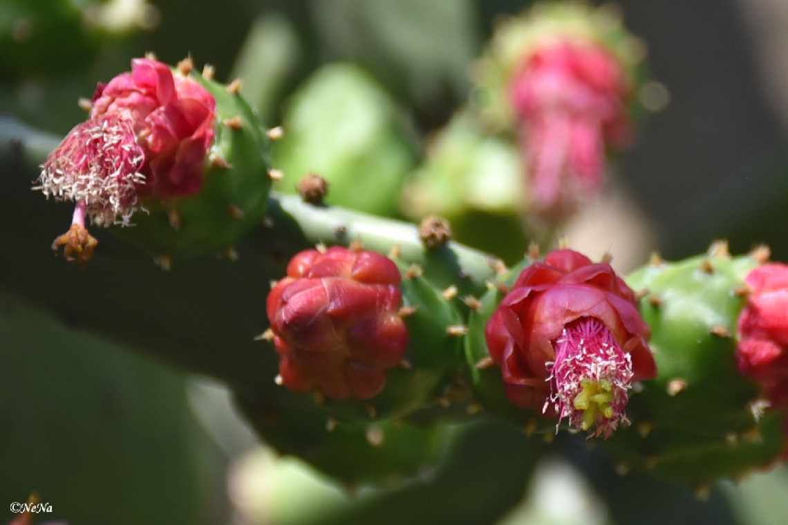 Cactus flowers