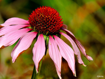 Flor de Cone 
