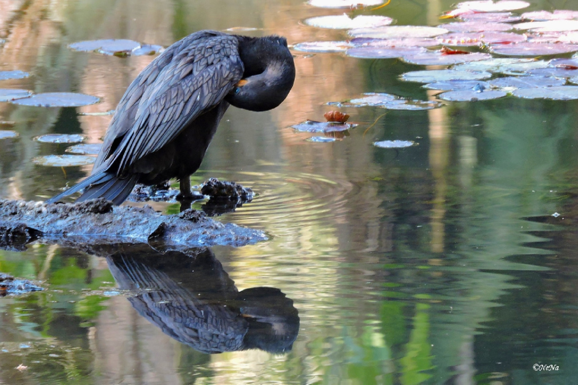 Natural Reflection