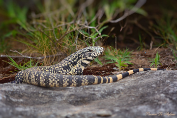 Lizard II