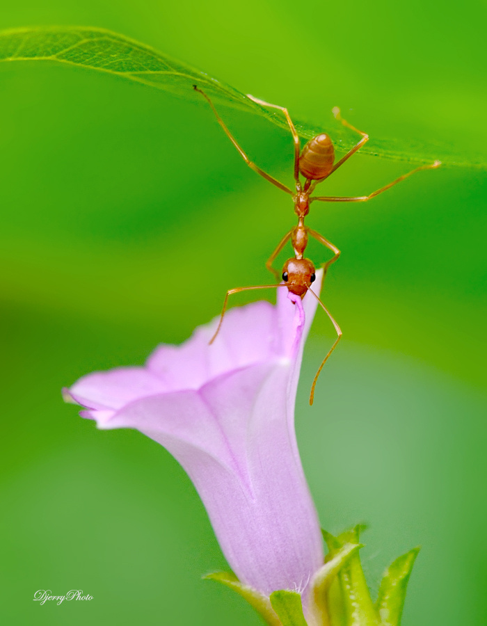 Red Ant.