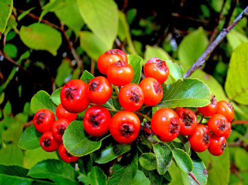 beeren ...