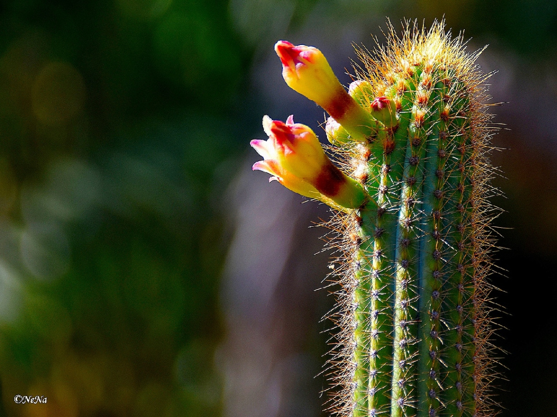 Flowers among thorns