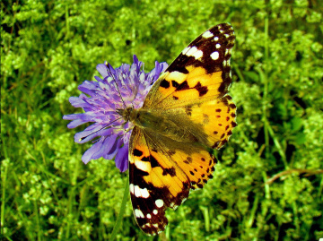 .schmetterling .