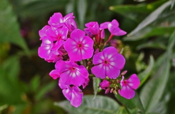 Happy Image XLIV