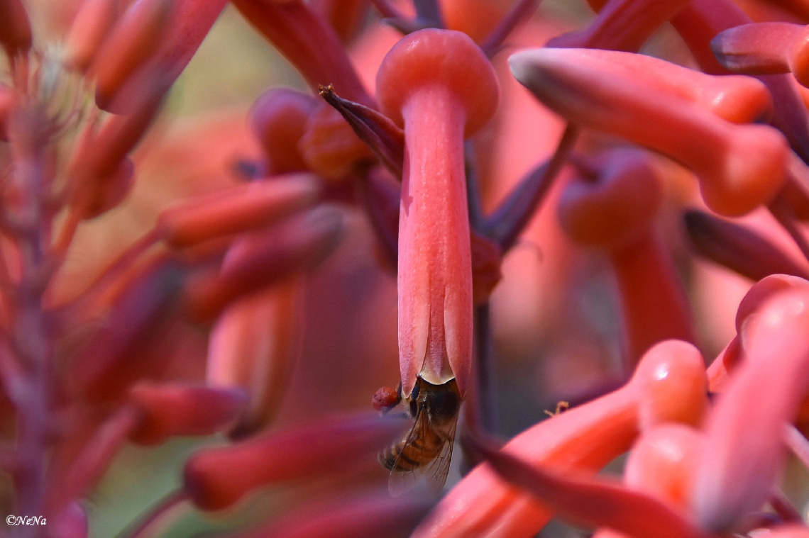 Looking for nectar