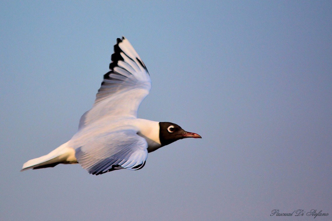 Good bye my friends...