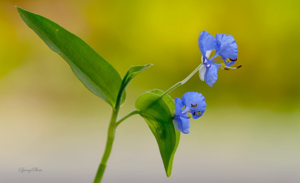  wild flower