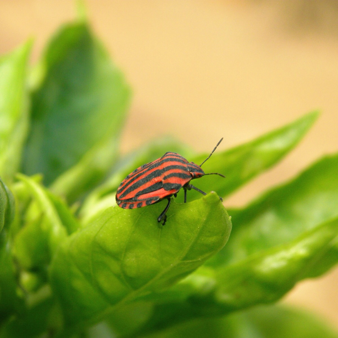 Insect