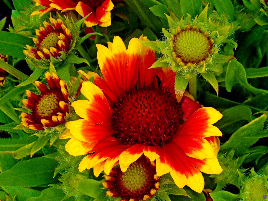 blumen 6
