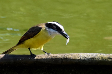 With small fish 