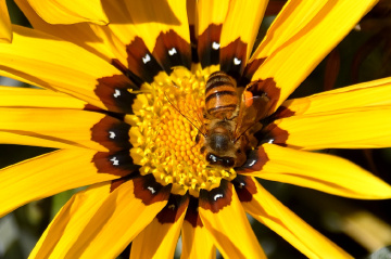 In search of pollen