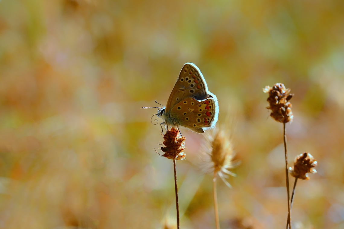 MİNİ MİNİ MİNİKLER  051