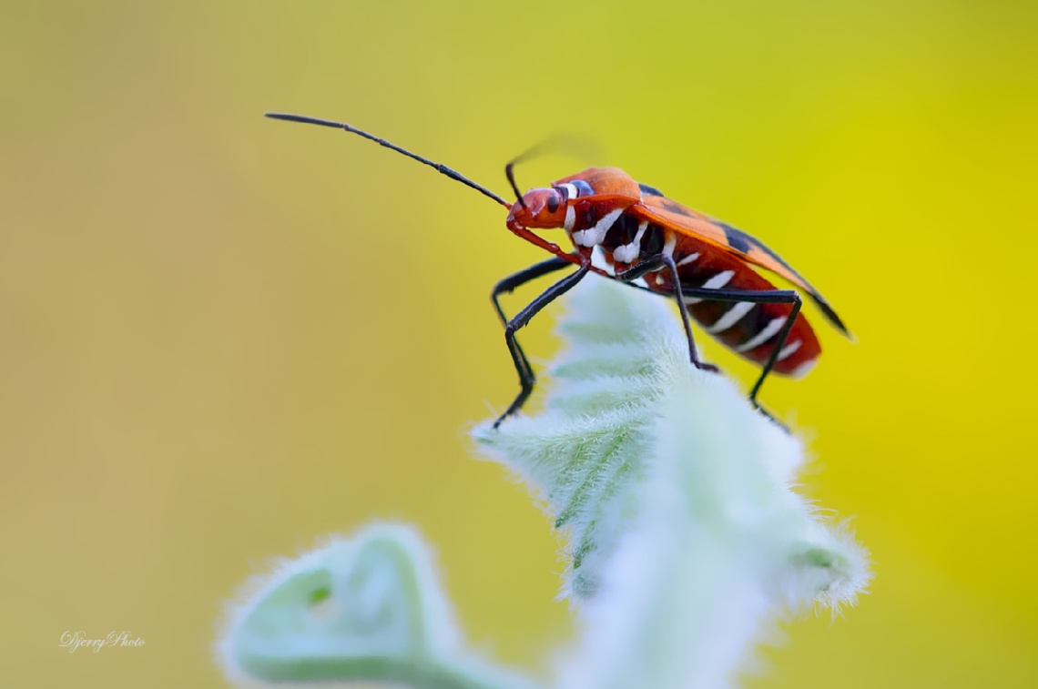Colorful insect