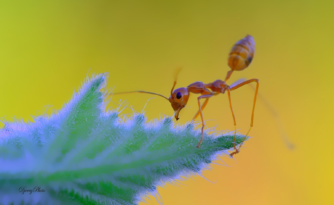 Red ant