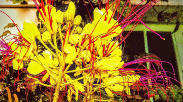 colourful contrast...