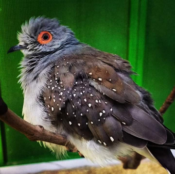 Paloma