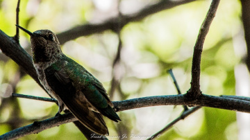 Humming Bird
