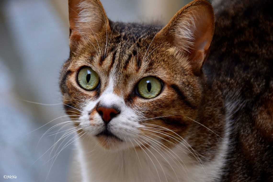 Cat companion