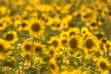 Sunflowers in the eveningsun