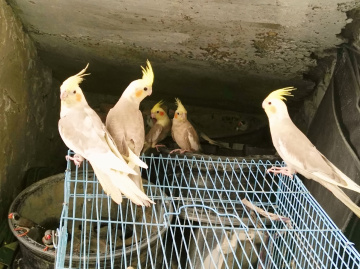 a family in my Aviary