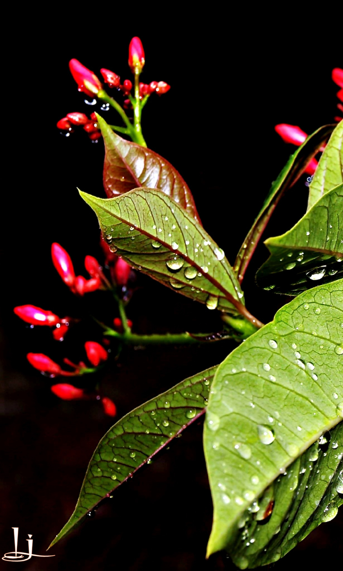 Happy after Rain...