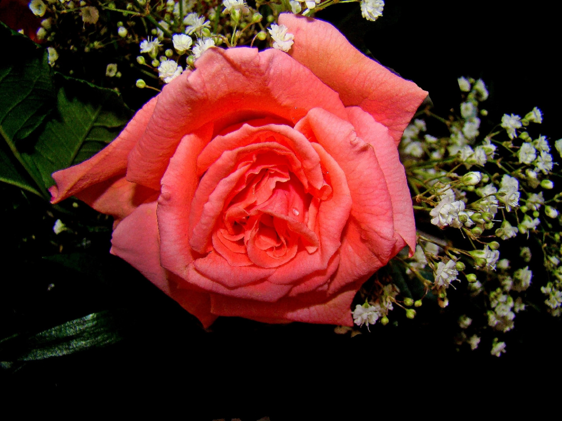 rose .....