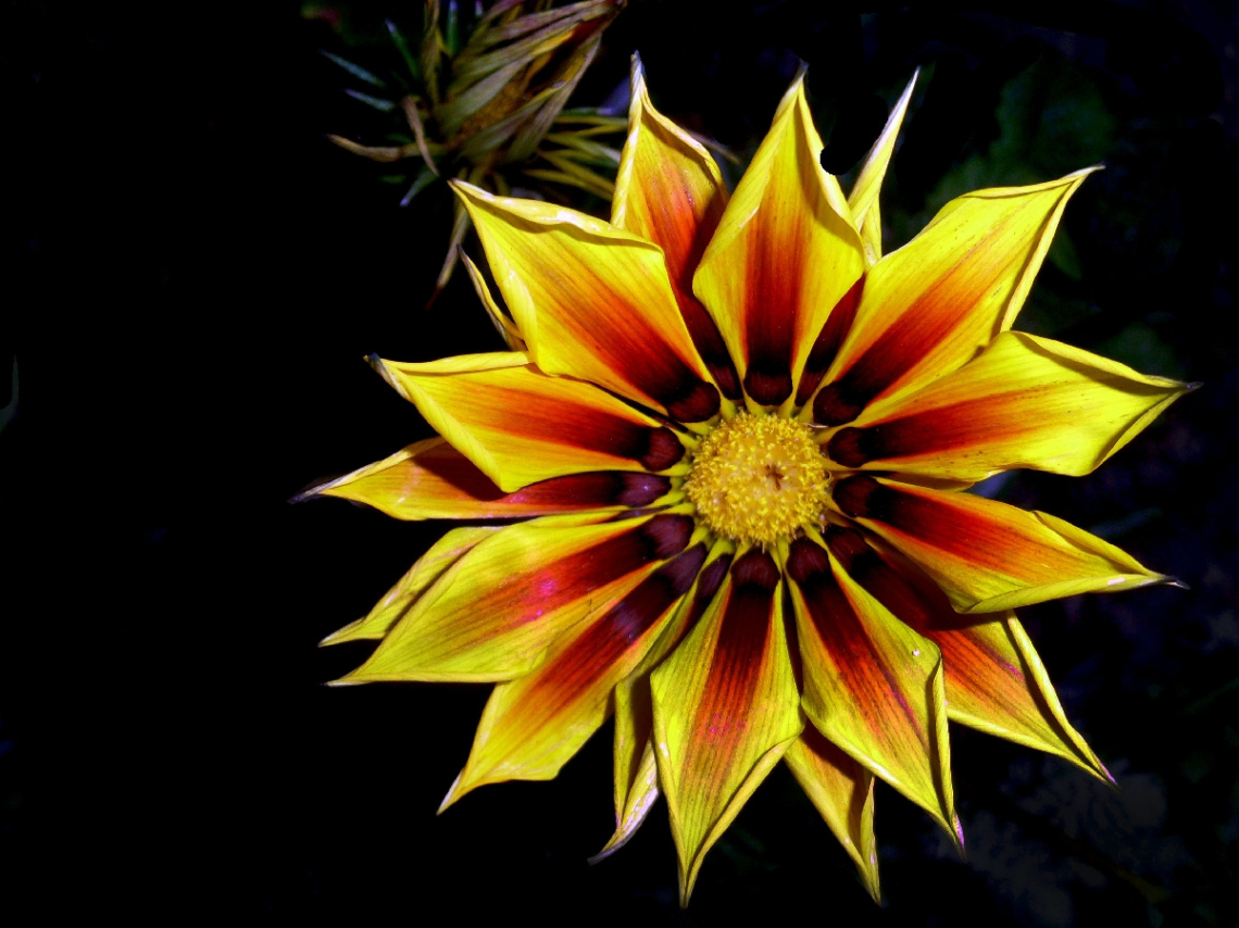 .blüte.